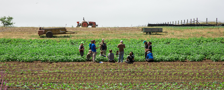 Center for Agroecology Instructor Darryl Wong leads a class at the UCSC Farm