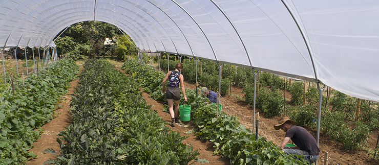 harvesting in the hoop houses at the UCSC Farm