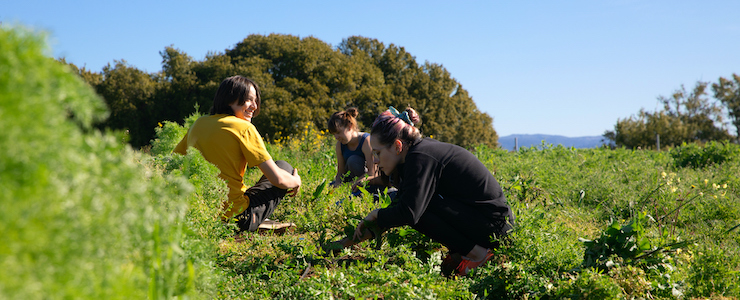 Interns harvesting greens at the UCSC Farm.