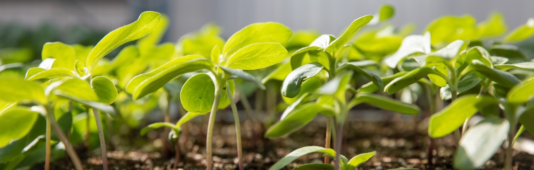 seedlings