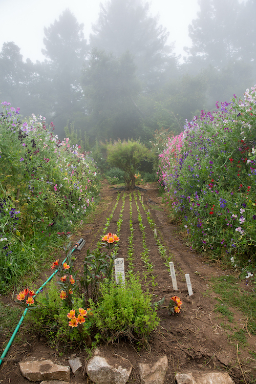 chadwick-fog-3-1.jpg