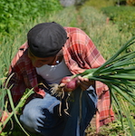 A person harvesting onions