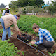 Apprentices harvest potatoes at the UCSC Farm