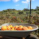 Pumpkins in a wheelbarrow at the UCSC Farm