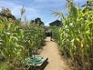 urban garden california