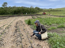 person on no-till field