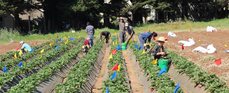 Strawberry research at the UCSC Farm
