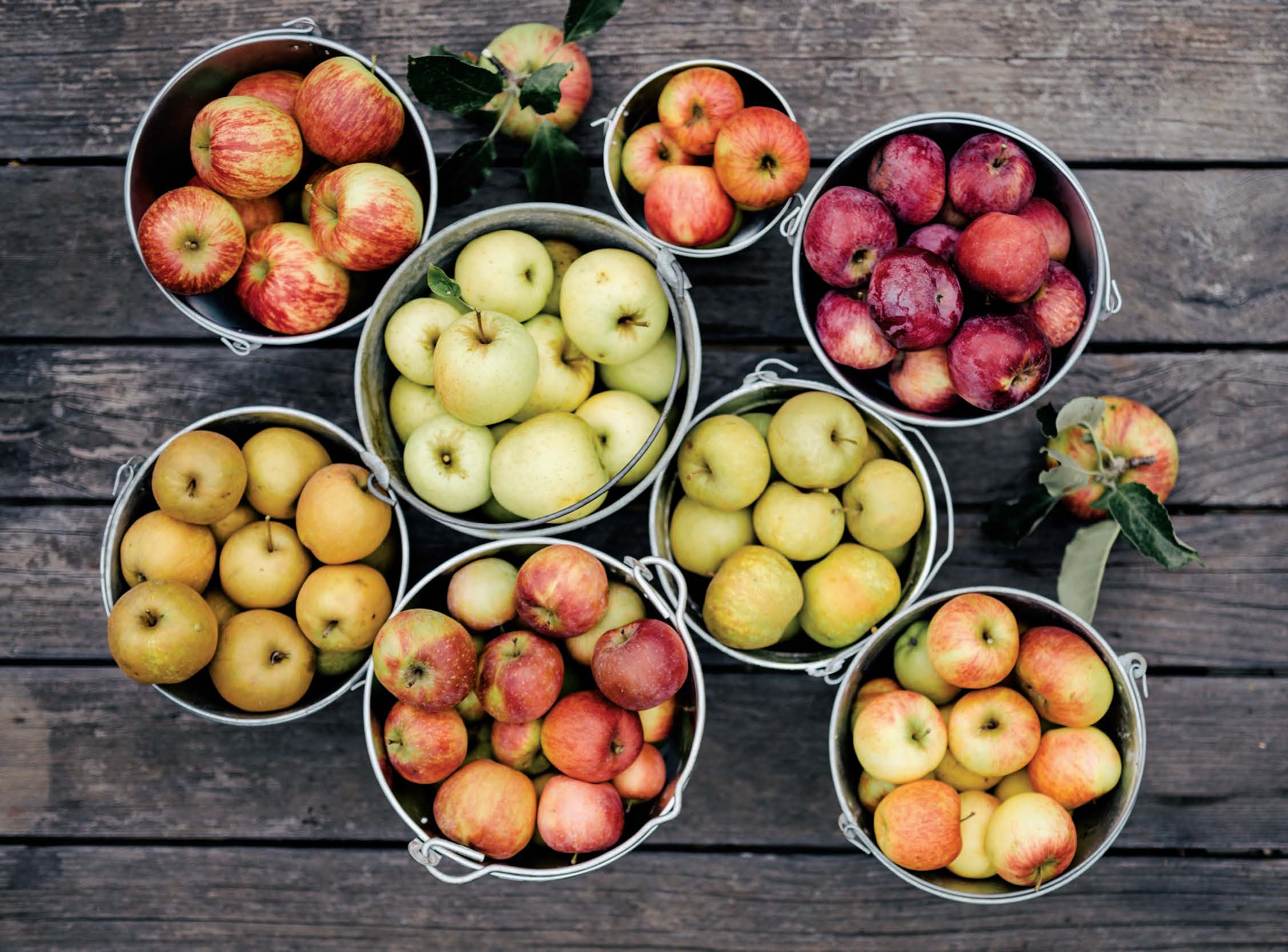 How to grow apples — the organic way – Grow Great Fruit