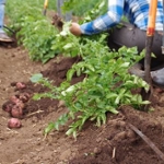 potato harvesting